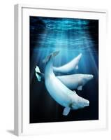 Beluga Whales, Artwork-Victor Habbick-Framed Photographic Print