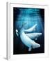 Beluga Whales, Artwork-Victor Habbick-Framed Photographic Print