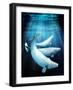 Beluga Whales, Artwork-Victor Habbick-Framed Photographic Print