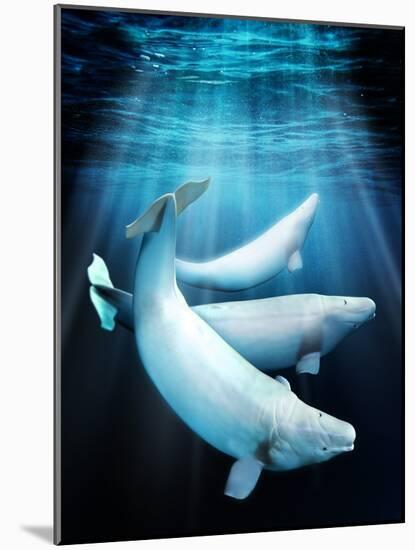 Beluga Whales, Artwork-Victor Habbick-Mounted Photographic Print