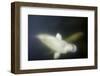 Beluga Whales, Hudson Bay, Canada-null-Framed Photographic Print