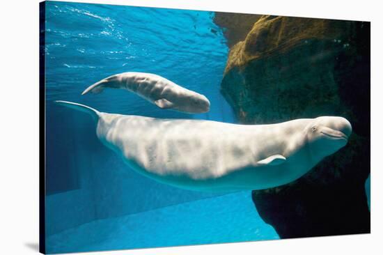 Beluga Whales-null-Stretched Canvas