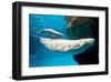 Beluga Whales-null-Framed Art Print