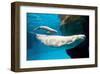 Beluga Whales-null-Framed Art Print