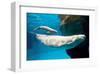 Beluga Whales-null-Framed Art Print