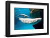 Beluga Whales-null-Framed Art Print