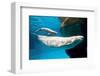 Beluga Whales-null-Framed Art Print