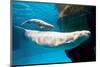 Beluga Whales-null-Mounted Art Print