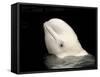 Beluga White Whale Surfacing, Vancouver Aquarium, Canada-Eric Baccega-Framed Stretched Canvas
