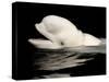 Beluga White Whale Surfacing, Vancouver Aquarium, Canada-Eric Baccega-Stretched Canvas
