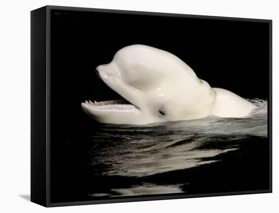 Beluga White Whale Surfacing, Vancouver Aquarium, Canada-Eric Baccega-Framed Stretched Canvas