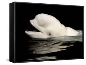 Beluga White Whale Surfacing, Vancouver Aquarium, Canada-Eric Baccega-Framed Stretched Canvas