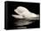 Beluga White Whale Surfacing, Vancouver Aquarium, Canada-Eric Baccega-Framed Stretched Canvas