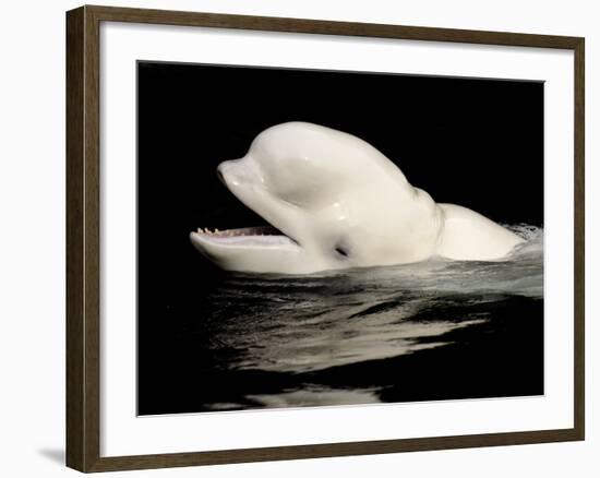 Beluga White Whale Surfacing, Vancouver Aquarium, Canada-Eric Baccega-Framed Photographic Print