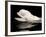 Beluga White Whale Surfacing, Vancouver Aquarium, Canada-Eric Baccega-Framed Photographic Print