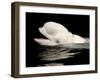 Beluga White Whale Surfacing, Vancouver Aquarium, Canada-Eric Baccega-Framed Photographic Print