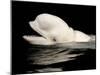 Beluga White Whale Surfacing, Vancouver Aquarium, Canada-Eric Baccega-Mounted Photographic Print