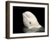 Beluga White Whale Surfacing, Vancouver Aquarium, Canada-Eric Baccega-Framed Photographic Print