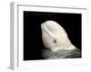 Beluga White Whale Surfacing, Vancouver Aquarium, Canada-Eric Baccega-Framed Photographic Print