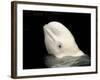 Beluga White Whale Surfacing, Vancouver Aquarium, Canada-Eric Baccega-Framed Photographic Print