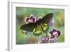 Belus Swallowtail Butterfly, Battus Belus Cochabamba on Orchard-Darrell Gulin-Framed Photographic Print