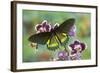 Belus Swallowtail Butterfly, Battus Belus Cochabamba on Orchard-Darrell Gulin-Framed Photographic Print