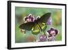 Belus Swallowtail Butterfly, Battus Belus Cochabamba on Orchard-Darrell Gulin-Framed Photographic Print