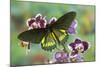 Belus Swallowtail Butterfly, Battus Belus Cochabamba on Orchard-Darrell Gulin-Mounted Photographic Print