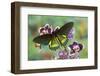 Belus Swallowtail Butterfly, Battus Belus Cochabamba on Orchard-Darrell Gulin-Framed Photographic Print