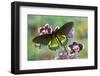 Belus Swallowtail Butterfly, Battus Belus Cochabamba on Orchard-Darrell Gulin-Framed Photographic Print