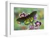 Belus Swallowtail Butterfly, Battus Belus Cochabamba on Orchard-Darrell Gulin-Framed Photographic Print