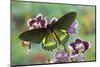 Belus Swallowtail Butterfly, Battus Belus Cochabamba on Orchard-Darrell Gulin-Mounted Photographic Print