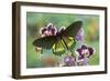 Belus Swallowtail Butterfly, Battus Belus Cochabamba on Orchard-Darrell Gulin-Framed Photographic Print