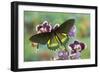 Belus Swallowtail Butterfly, Battus Belus Cochabamba on Orchard-Darrell Gulin-Framed Photographic Print