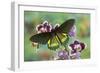 Belus Swallowtail Butterfly, Battus Belus Cochabamba on Orchard-Darrell Gulin-Framed Photographic Print