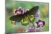 Belus Swallowtail Butterfly, Battus Belus Cochabamba on Orchard-Darrell Gulin-Mounted Photographic Print