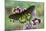 Belus Swallowtail Butterfly, Battus Belus Cochabamba on Orchard-Darrell Gulin-Mounted Photographic Print