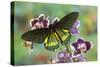 Belus Swallowtail Butterfly, Battus Belus Cochabamba on Orchard-Darrell Gulin-Stretched Canvas