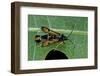 Bembecia Chrysidiformis (Fiery Clearwing Moth)-Paul Starosta-Framed Photographic Print