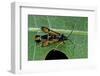Bembecia Chrysidiformis (Fiery Clearwing Moth)-Paul Starosta-Framed Photographic Print