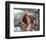 Ben Affleck - Pearl Harbor-null-Framed Photo