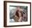 Ben Affleck - Pearl Harbor-null-Framed Photo