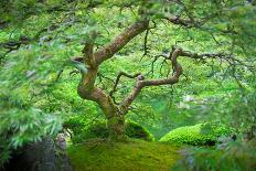 A Japanese Maple Shows Off its Summer Green Color at the Portland, Oregon Japanese Garden-Ben Coffman-Photographic Print
