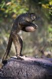 Black-Striped Capuchin (Sapajus Libidinosus) Using Rock as a Tool to Break Open Palm Nut Parnaiba-Ben Cranke-Framed Photographic Print
