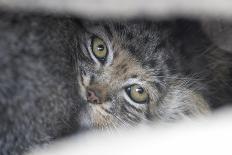 Close up of a juvenile Pallas' cat (Otocolobus manul) resting in its den, Mongolia, June.-Ben Cranke-Photographic Print