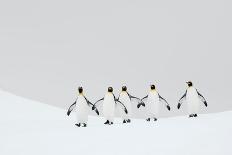 King penguins walking to their breeding colony, South Georgia-Ben Cranke-Photographic Print