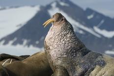 Leopard Seal (Hydrurga Leptonyx) Hunting Gentoo Penguin (Pygoscelis Papua) into Shore, Antarctica-Ben Cranke-Photographic Print