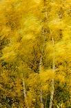 Birch Trees Blowing in High Winds, Long Exposure, Calke Abbey, the National Forest, England, UK-Ben Hall-Photographic Print