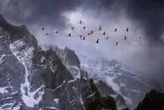 Curlews (Numenius Arquata) Group Flying over the Sea During Storm-Ben Hall-Photographic Print