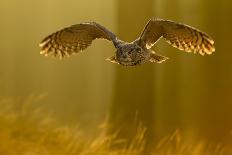 Eurasian Eagle Owl (Bubo Bubo) Flying Low over Snow Covered Grouns with Trees in Background-Ben Hall-Photographic Print